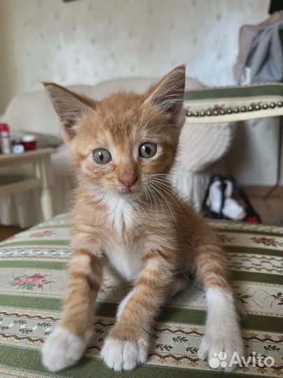 Котенок ищет дом
