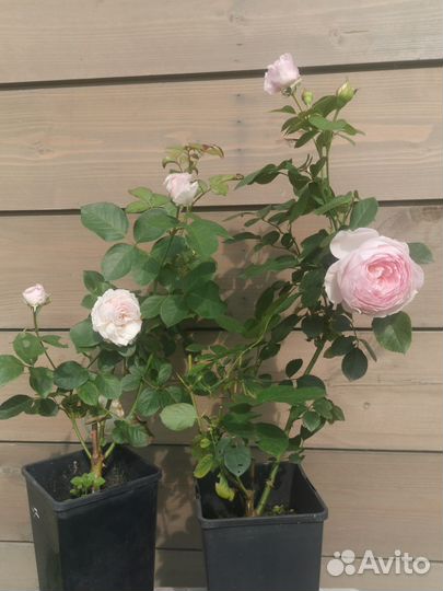 Розы флорибунда