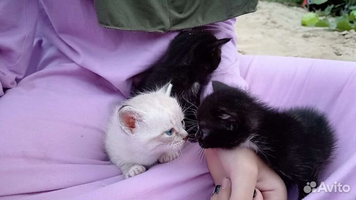 Котята в дар бесплатно