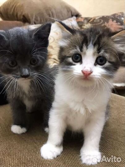 Котята в добрые руки