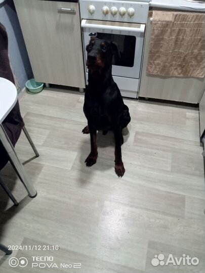 Доберман мальчик