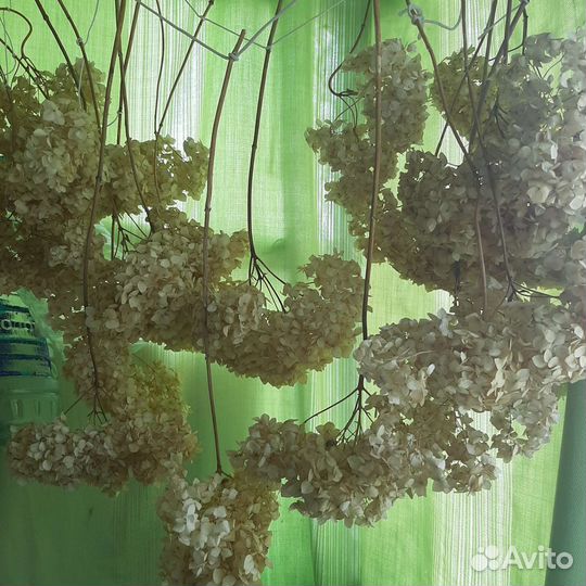 Гортензия сухоцвет