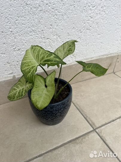 Сингониум фикус комнатные растения