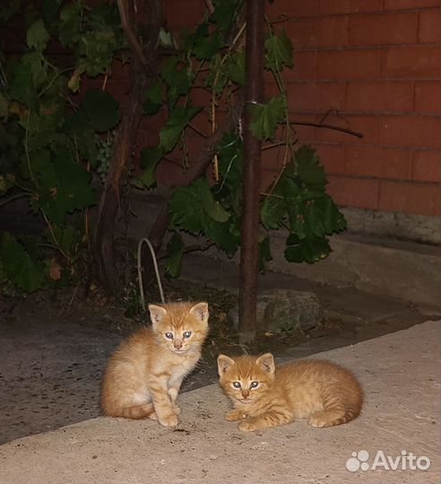 Котята (кошки)