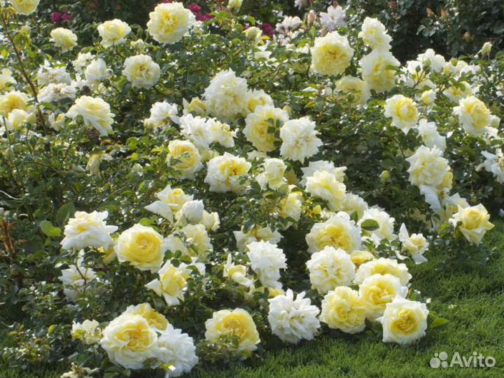 Розы. саженцы.доставка