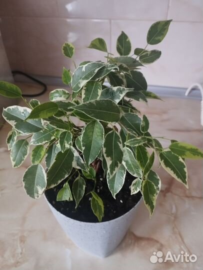 Фикус бенджамина пестролистный