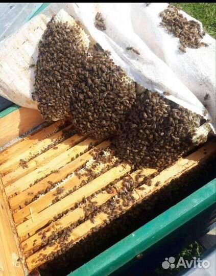 Купить Пчелопакеты 2024 Карника Бакфаст Карпатка