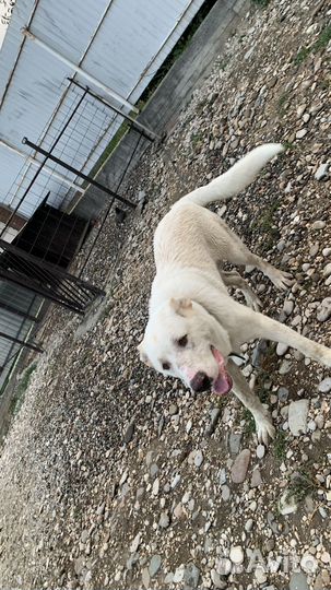 Среднеазиатская овчарка алабай