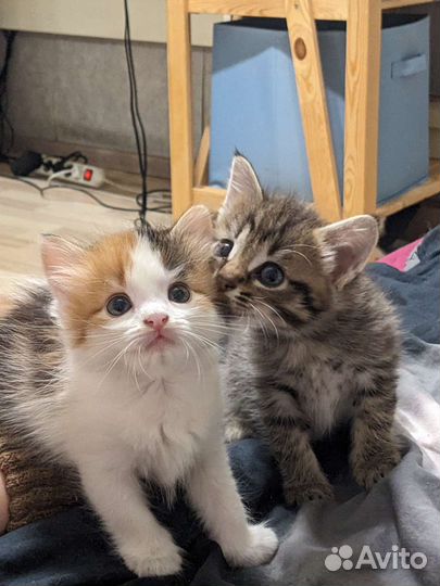 Котята бесплатно