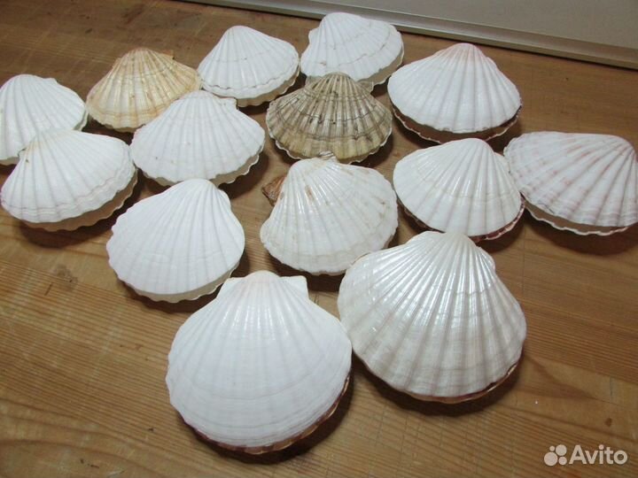 Ракушка-шкатулка (натуральная морская раковина)