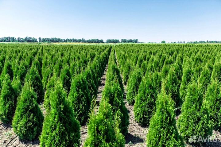 Туя для изгороди