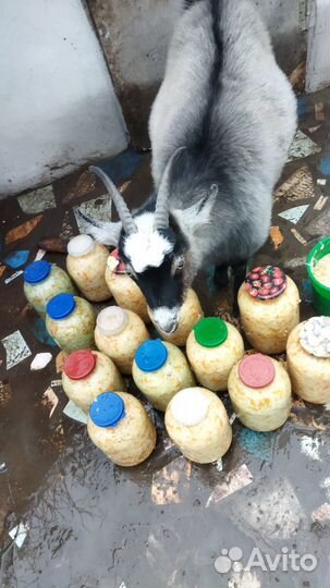 Продам 2 х козочек Венгерской породы