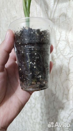 Диффенбахия камилла и альсобия