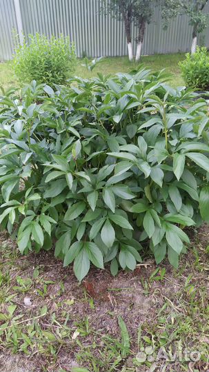 Пион белый махровый