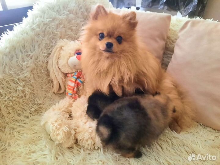 Щенки шпица