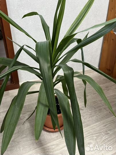 Комнатные цветы юкка