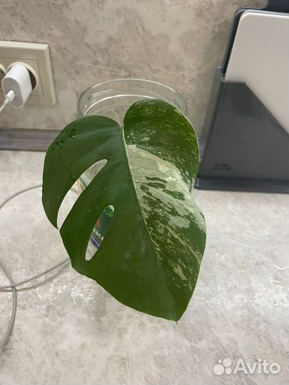 Монстеры. Хавортия