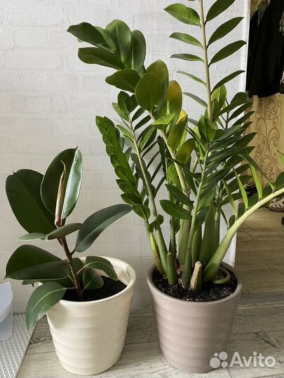 Замиокулькас