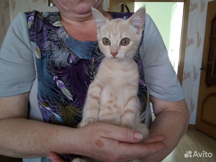 Отдам котенка в добрые руки