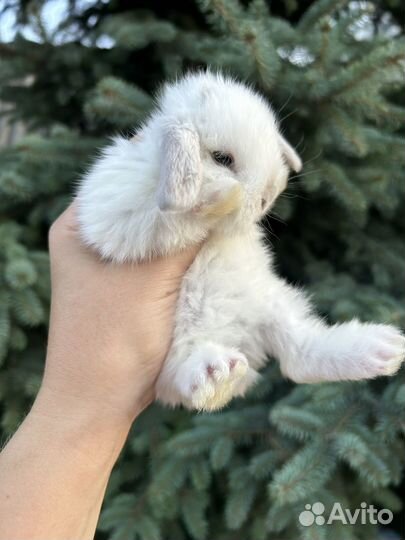 Карликовый кролик