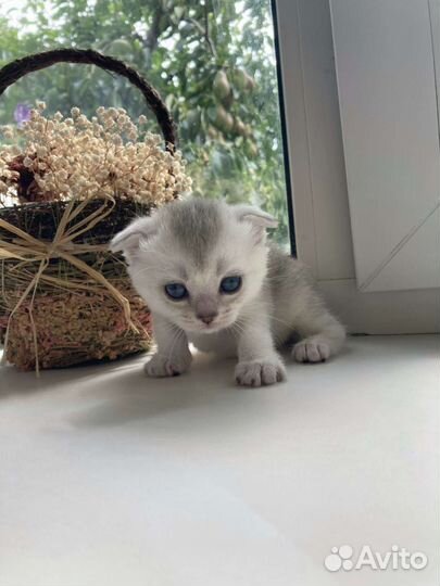 Шотландские котята