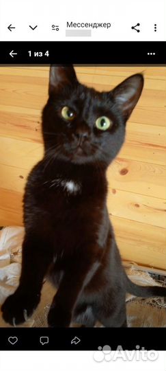 Кошка Катя