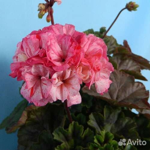 Пеларгония Bewerly Scammell