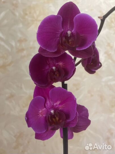 Фаленопсисы сортовые