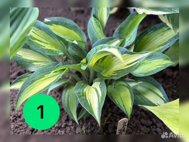 Хосты Красивые