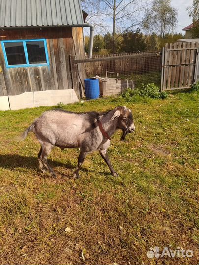 Козел на вязку