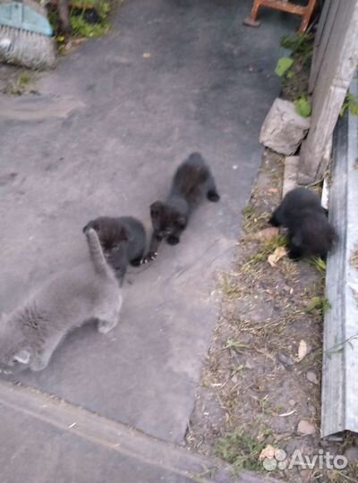 Кошки в добрые руки бесплатно