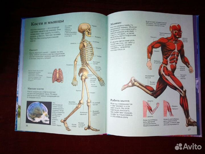 Энциклопедия для ребенка 