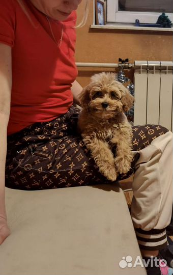 Темная капучино f1 Чарли