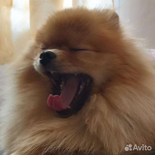 Вязка Померанский шпиц
