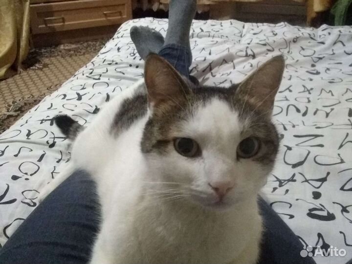 Кот в добрые руки