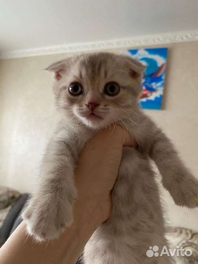Британская вислоухая кошка
