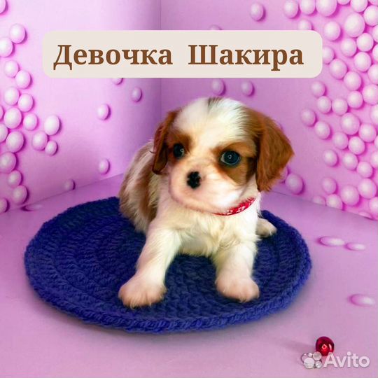 Кавалер кинг чарльз спаниель щенки