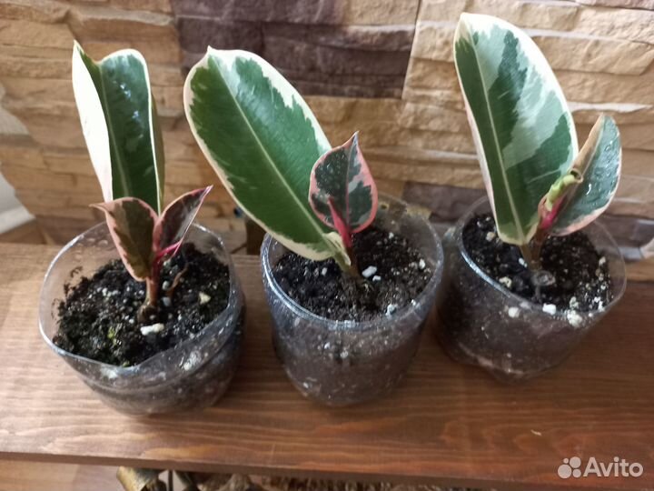 Фикус «Белиз» (Belize)