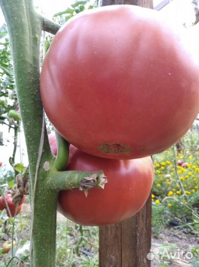 Семена помидор сортовые 
