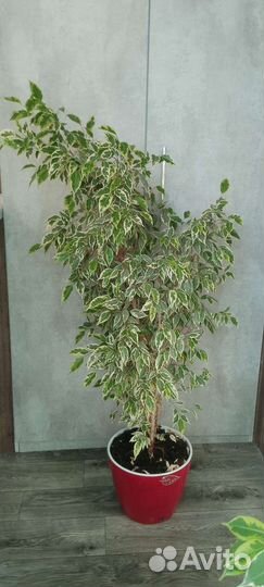 Фикус бенджамина пестролистный