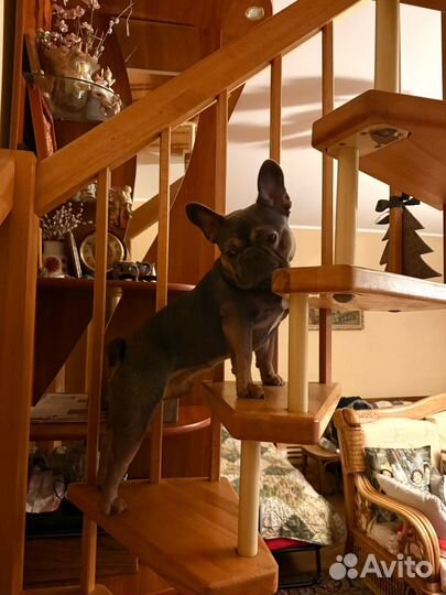 Вязка собак французский бульдог