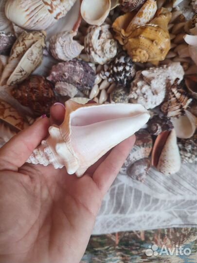 Морские ракушки раковины пакетом 1,5 кг