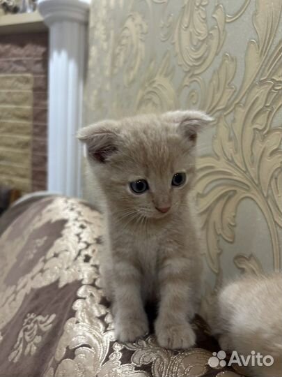 Котенок мальчик