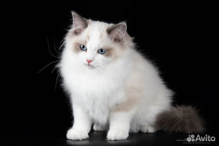 Котенок рэгдолл в добрые, состоятельные руки