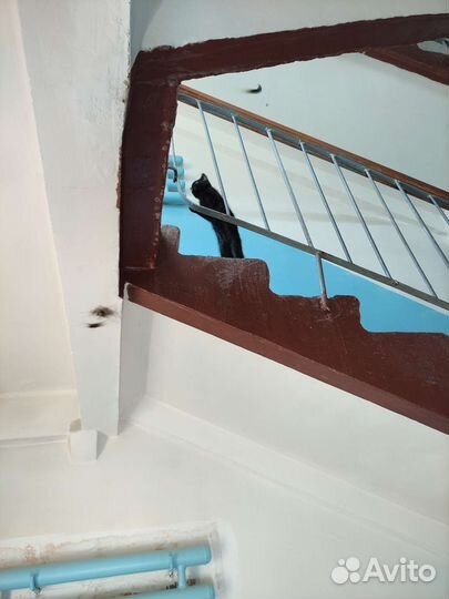 Котёнок