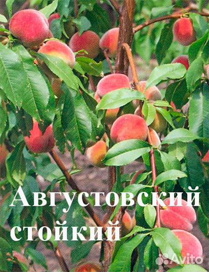 Саженцы персика