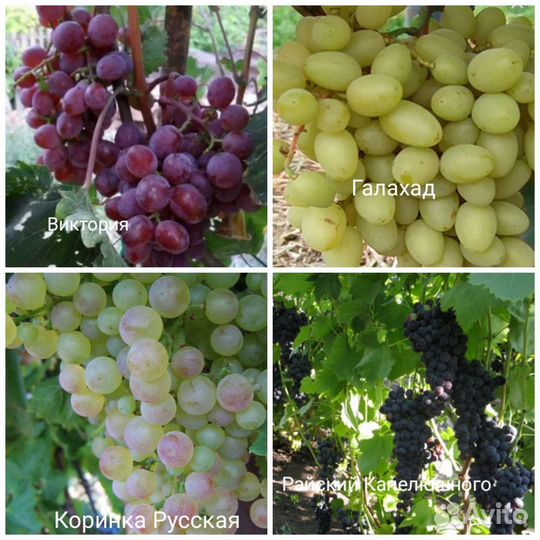 Саженцы винограда