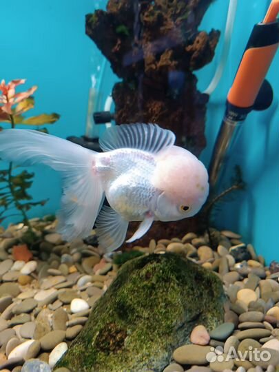 Золотая рыбка телескоп и оранда