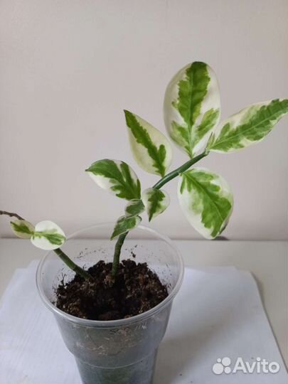 Педилантус