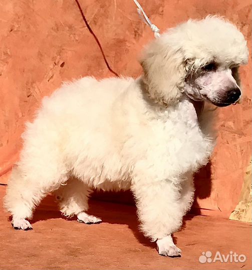 Пудель малый средний
